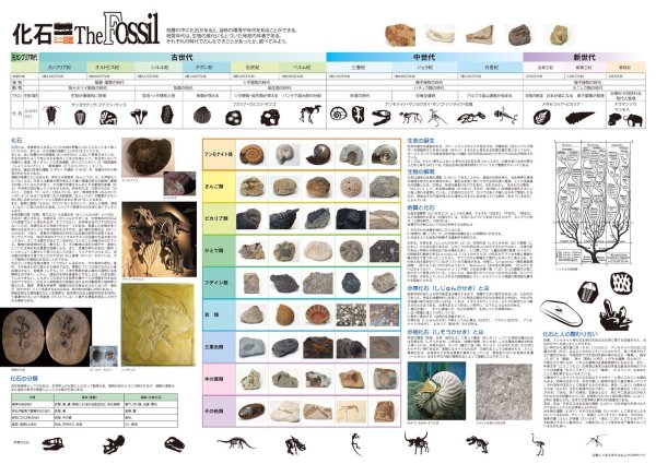 画像9: proceedx 3215科学好き必見!月と化学と化石お値打ち3枚セット 日本製 (9)