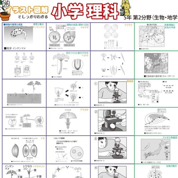 画像9: proceedx 学習ポスター0962小学理科 5年 第2分野(生物、地学分野)送料無料 折り目無し送付 勉強部屋 教室 壁掛け 小学 (9)