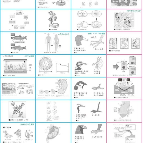 画像10: proceedx 学習ポスター0962小学理科 5年 第2分野(生物、地学分野)送料無料 折り目無し送付 勉強部屋 教室 壁掛け 小学 (10)