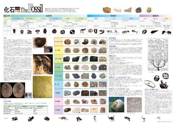 画像3: PROCEEDX10024［学習ポスターインテリアセットB　化石、星座　］ 学ポ　スペシャル (3)